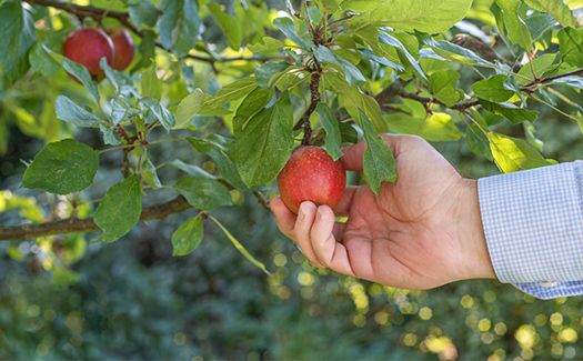 Low-Hanging Fruit - Strategies Not to Overlook